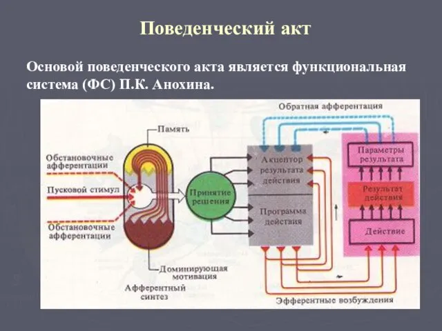 Поведенческий акт Основой поведенческого акта является функциональная система (ФС) П.К. Анохина.