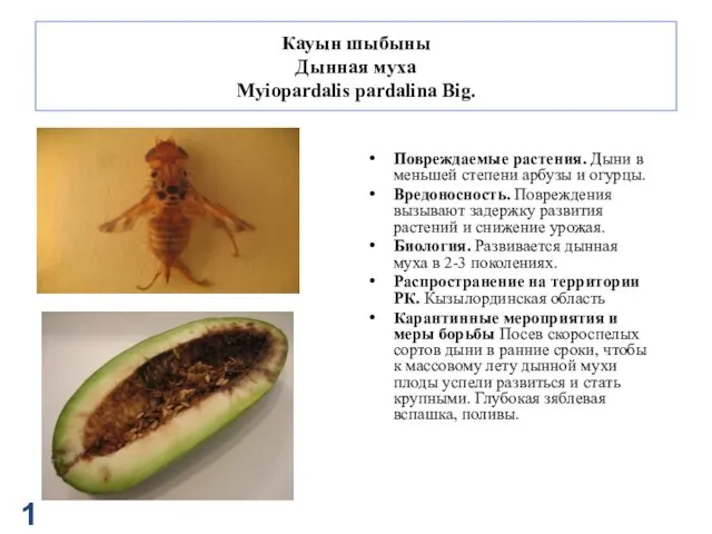 Кауын шыбыны Дынная муха Myiopardalis pardalina Big. Повреждаемые растения. Дыни в