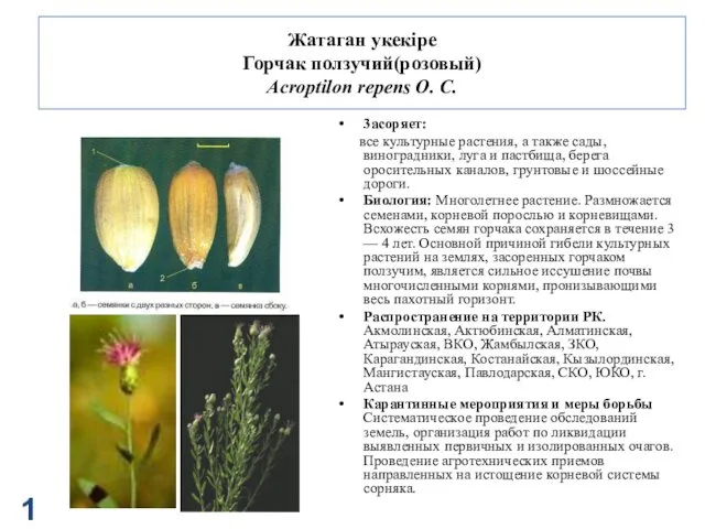 Жатаган укекіре Горчак ползучий(розовый) Acroptilon repens О. С. 3асоряет: все культурные