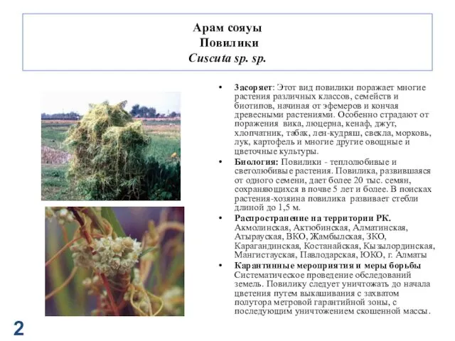 Арам сояуы Повилики Cuscuta sp. sp. 3асоряет: Этот вид повилики поражает