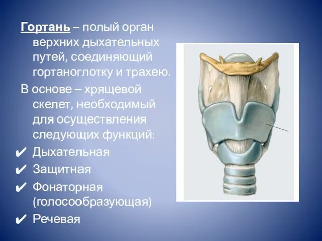 Гортань – полый орган верхних дыхательных путей, соединяющий гортаноглотку и трахею.