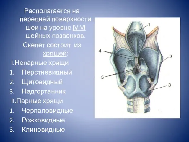 Располагается на передней поверхности шеи на уровне IV-VI шейных позвонков. Скелет