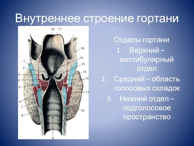 Внутреннее строение гортани Отделы гортани Верхний – вестибулярный отдел Средний –