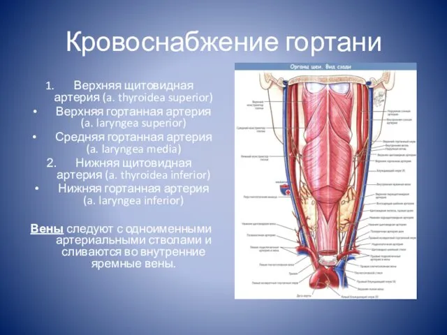 Кровоснабжение гортани Верхняя щитовидная артерия (a. thyroidea superior) Верхняя гортанная артерия