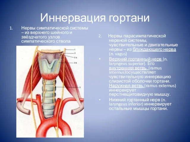 Иннервация гортани Нервы симпатической системы – из верхнего шейного и звёздчатого