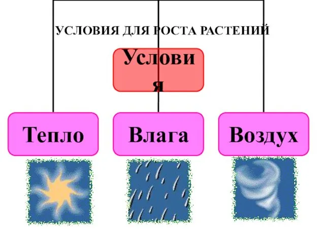 УСЛОВИЯ ДЛЯ РОСТА РАСТЕНИЙ