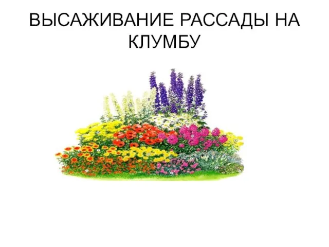 ВЫСАЖИВАНИЕ РАССАДЫ НА КЛУМБУ