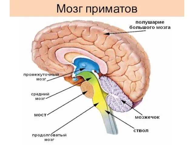 Мозг приматов