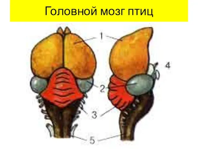 Головной мозг птиц