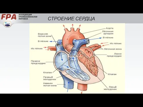 СТРОЕНИЕ СЕРДЦА