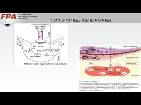 1 И 2 ЭТАПЫ ГАЗООБМЕНА