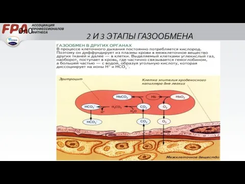 0л0 2 И 3 ЭТАПЫ ГАЗООБМЕНА