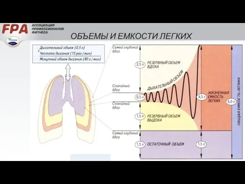 ОБЪЕМЫ И ЕМКОСТИ ЛЕГКИХ