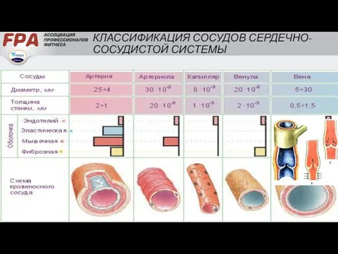 КЛАССИФИКАЦИЯ СОСУДОВ СЕРДЕЧНО-СОСУДИСТОЙ СИСТЕМЫ