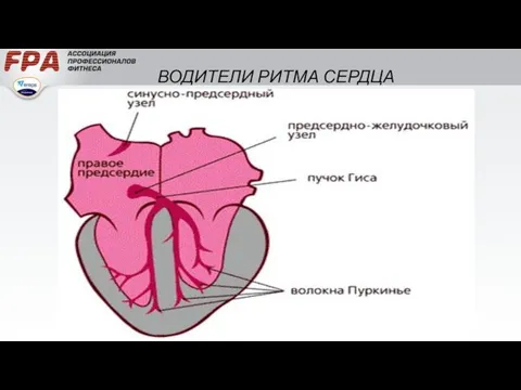 ВОДИТЕЛИ РИТМА СЕРДЦА