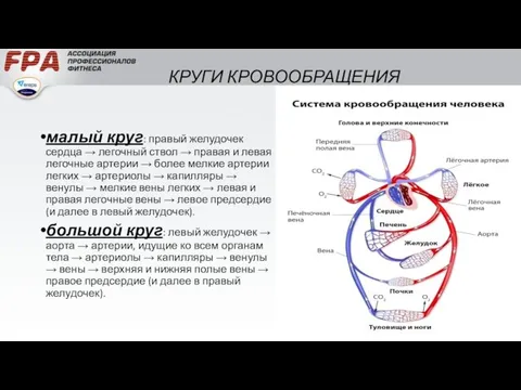 КРУГИ КРОВООБРАЩЕНИЯ малый круг: правый желудочек сердца → легочный ствол →