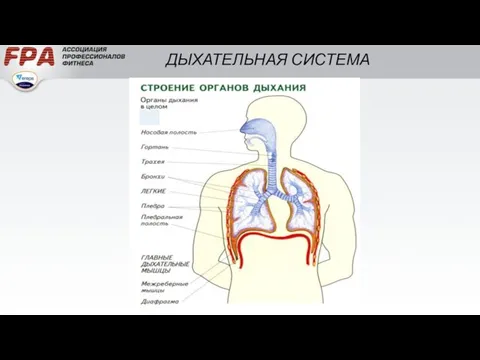 ДЫХАТЕЛЬНАЯ СИСТЕМА