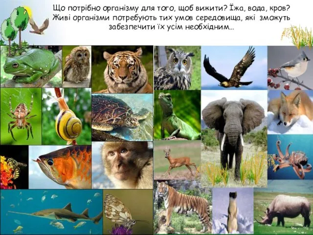 Що потрібно організму для того, щоб вижити? Їжа, вода, кров? Живі