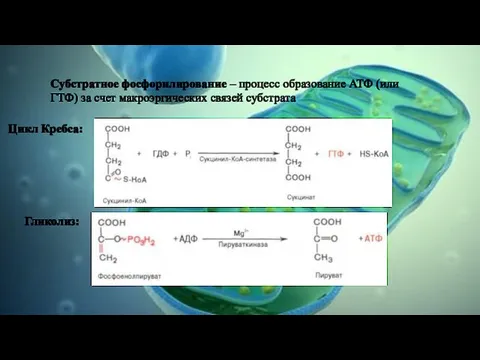 Субстратное фосфорилирование – процесс образование АТФ (или ГТФ) за счет макроэргических связей субстрата Цикл Кребса: Гликолиз: