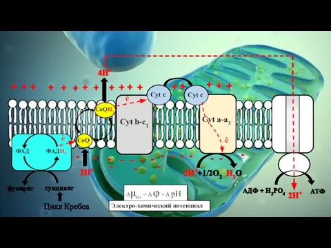 CoQ CoQH2 2H+ 4H+ Cyt b-c1 ē Cyt a-a3 ē 2H++1/2O2