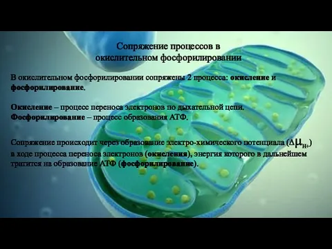 Сопряжение процессов в окислительном фосфорилировании В окислительном фосфорилировании сопряжены 2 процесса: