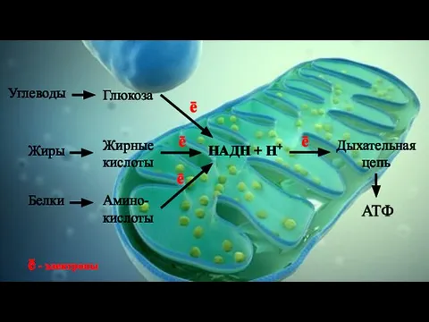 НАДН + Н+ Глюкоза Углеводы Жиры Жирные кислоты Белки Амино- кислоты