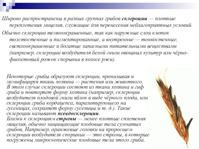 Широко распространены в разных группах грибов склероции — плотные переплетения мицелия,