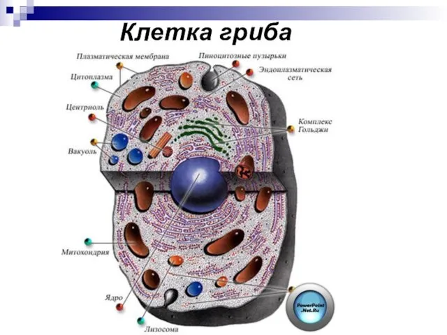 Клетка гриба