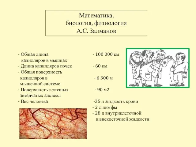 Математика, биология, физиология А.С. Залманов - Общая длина - 100 000