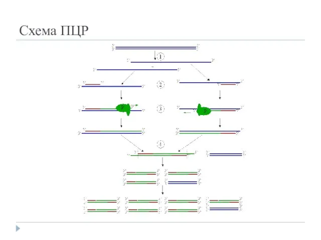 Схема ПЦР