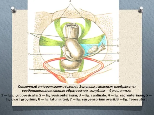 Связочный аппарат матки (схема). Зеленым и красным изображены соединительнотканные образования, голубым