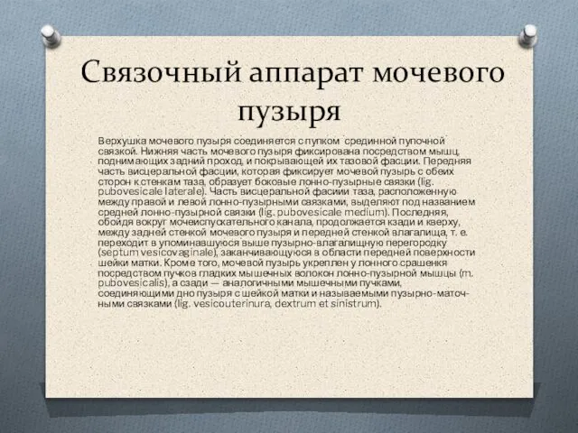 Связочный аппарат мочевого пузыря Верхушка мочевого пузыря соединяется с пупком срединной