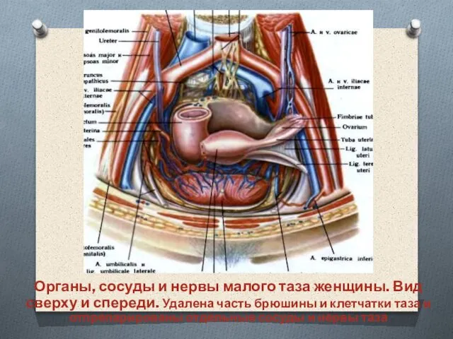 Органы, сосуды и нервы малого таза женщины. Вид сверху и спереди.