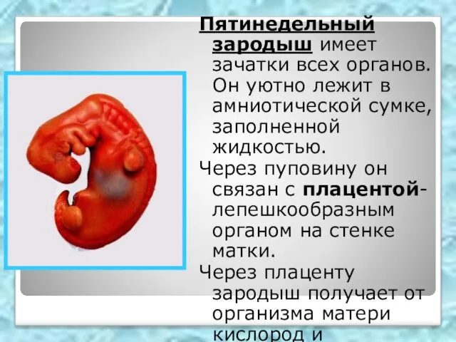 Пятинедельный зародыш имеет зачатки всех органов. Он уютно лежит в амниотической