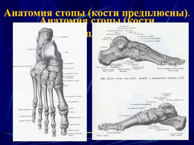 Анатомия стопы (кости предплюсны). Анатомия стопы (кости предплюсны).