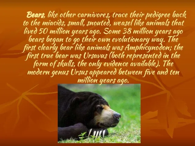 Bears, like other carnivores, trace their pedigree back to the miacids,
