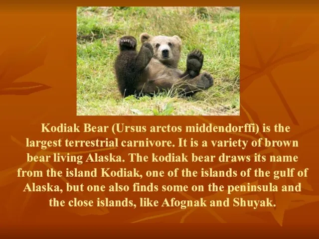 Kodiak Bear (Ursus arctos middendorffi) is the largest terrestrial carnivore. It