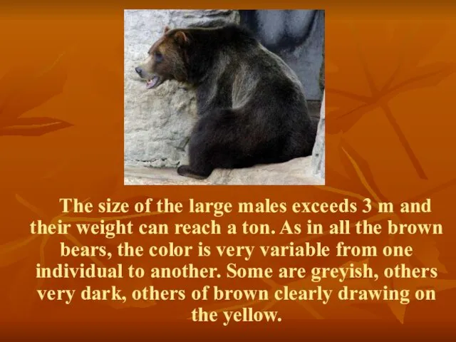 The size of the large males exceeds 3 m and their
