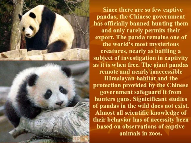 Since there are so few captive pandas, the Chinese government has