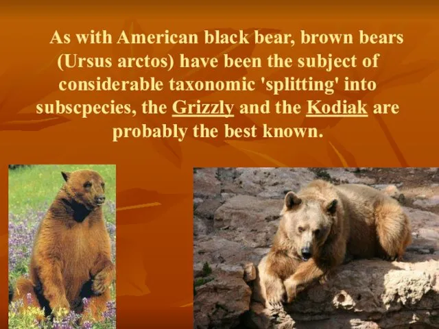 As with American black bear, brown bears (Ursus arctos) have been