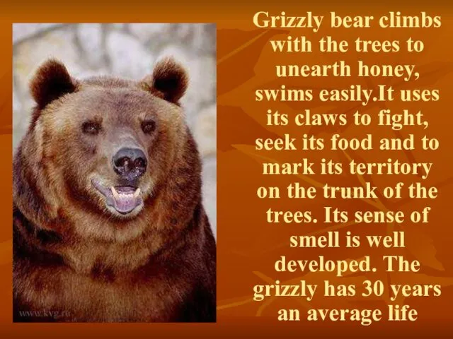 Grizzly bear climbs with the trees to unearth honey, swims easily.It