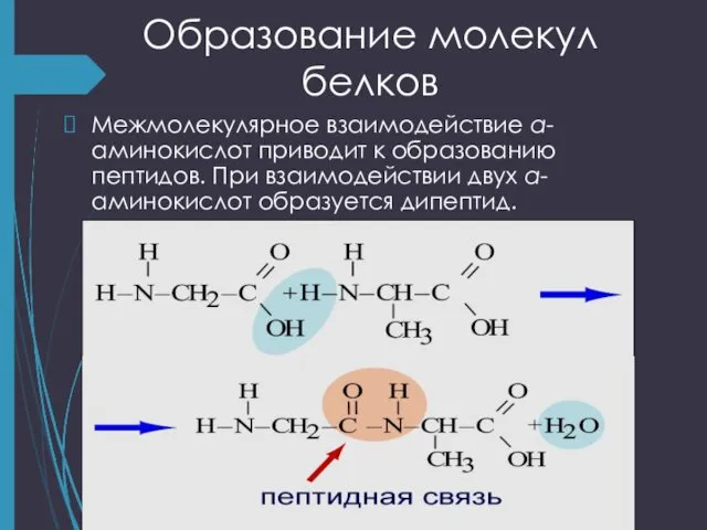 Образование молекул белков Межмолекулярное взаимодействие α-аминокислот приводит к образованию пептидов. При взаимодействии двух α-аминокислот образуется дипептид.