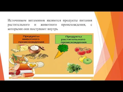 Источником витаминов являются продукты питания растительного и животного происхождения, с которыми они поступают внутрь