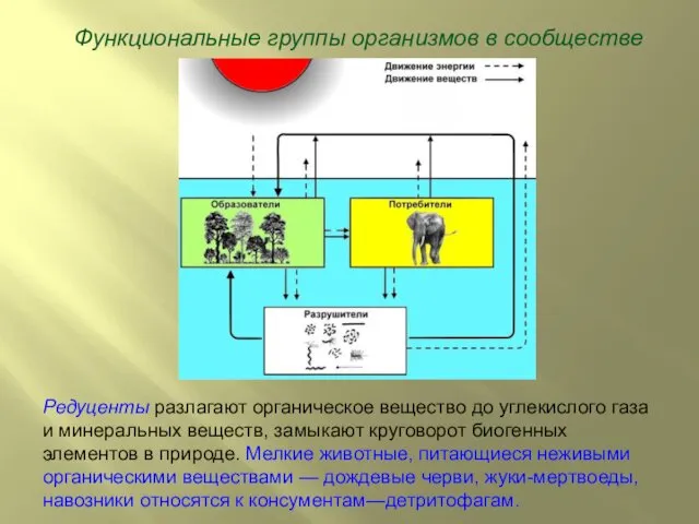 Функциональные группы организмов в сообществе Редуценты разлагают органическое вещество до углекислого