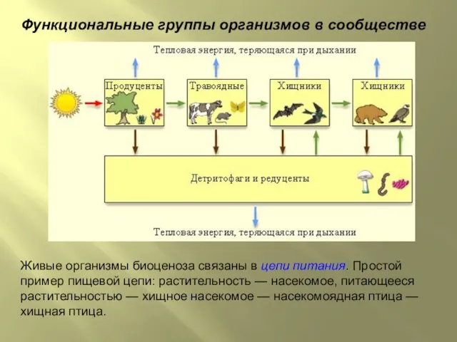 Функциональные группы организмов в сообществе Живые организмы биоценоза связаны в цепи