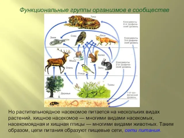 Функциональные группы организмов в сообществе Но растительноядное насекомое питается на нескольких