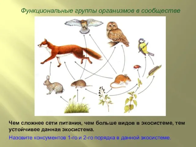 Функциональные группы организмов в сообществе Чем сложнее сети питания, чем больше