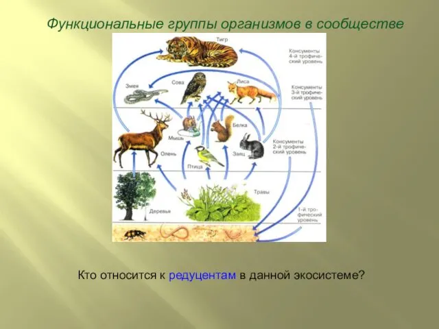 Функциональные группы организмов в сообществе Кто относится к редуцентам в данной экосистеме?