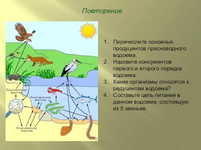 Повторение Перечислите основных продуцентов пресноводного водоема. Назовите консументов первого и второго