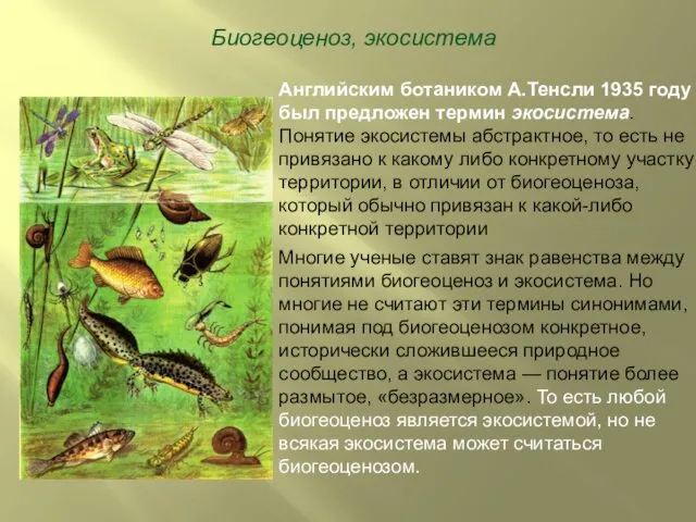 Биогеоценоз, экосистема Английским ботаником А.Тенсли 1935 году был предложен термин экосистема.